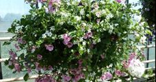 Workshop hanging basket, 25 of 26 maart 2024